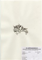 藏品(鐵釘菜)的圖片